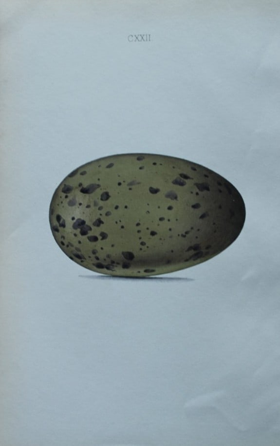 W Hewitson - Hand coloured engraving of Great Northern Diver egg 1856 (1 of 1)