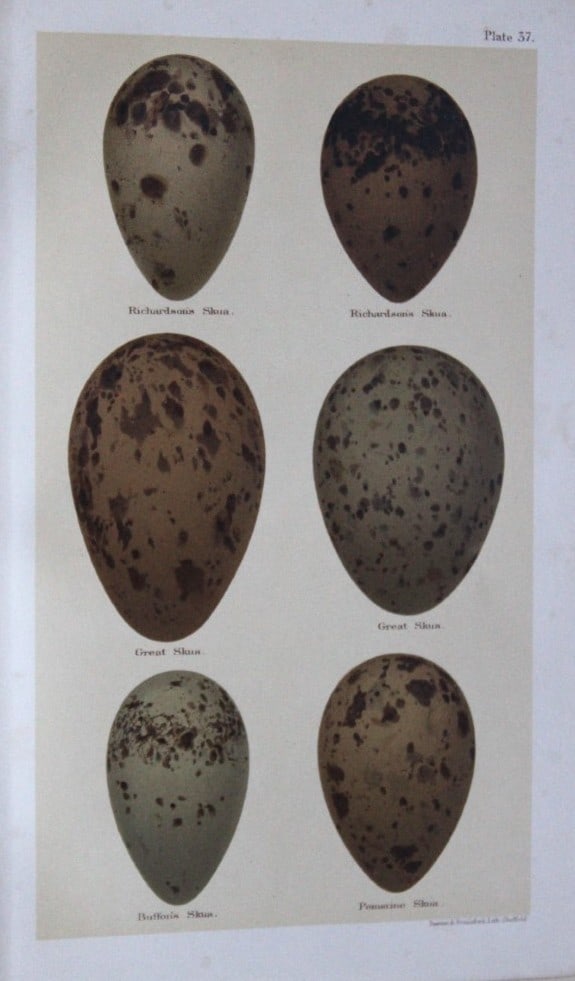 Henry Seebohm - Antique print of Skuas eggs 1896: This original chromolithograph is from the last work of the noted British ornithologist Henry Seebohm - Coloured Figures of the Eggs of British Birds (1896). Seebohm was born in Bradford, England. Siz