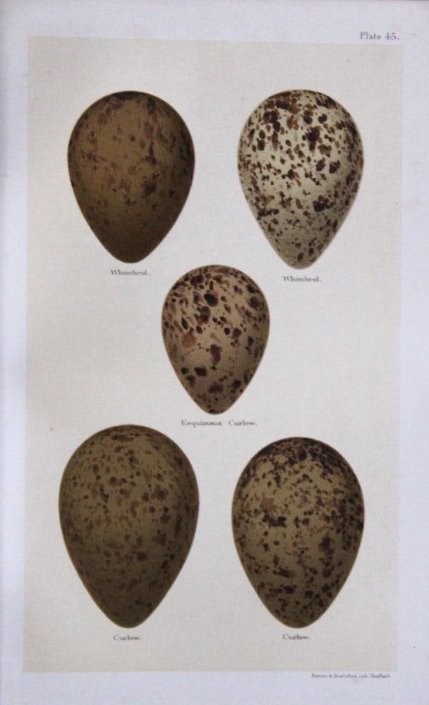 Henry Seebohm - Antique print of Whimbrel and Curlews eggs 1896: This original chromolithograph is from the last work of the noted British ornithologist Henry Seebohm - Coloured Figures of the Eggs of British Birds (1896). Seebohm was born in Bradford, England. Siz
