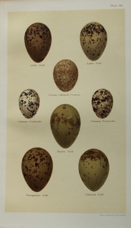Henry Seebohm - Antique print of Gulls and Pratincoles eggs 1896: This original chromolithograph is from the last work of the noted British ornithologist Henry Seebohm - Coloured Figures of the Eggs of British Birds (1896). Seebohm was born in Bradford, England. Siz