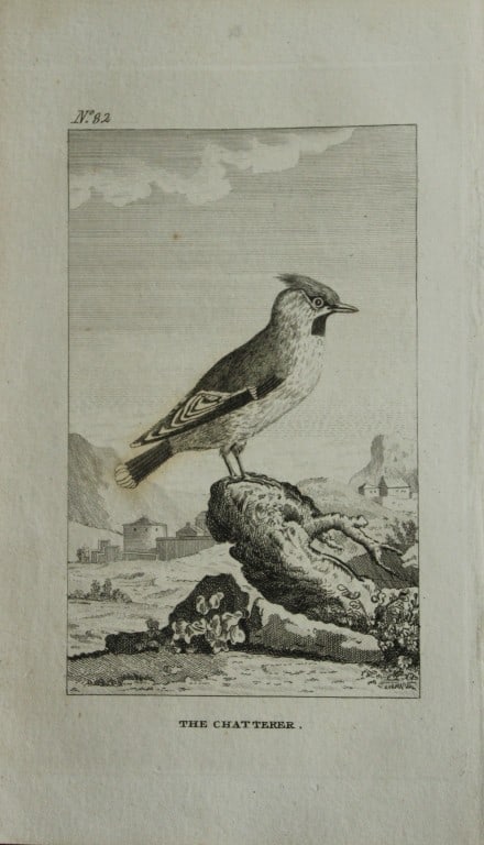 Buffon - Engraving of The Chatterer by De Seve 1793 (1 of 1)