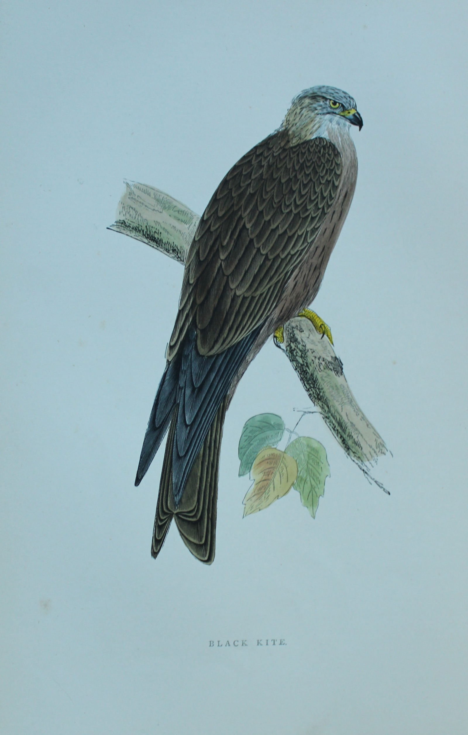 Rev FO Morris - Hand coloured engraving of Black Kite 1870: This hand coloured woodblock engraving is from A History of British Birds by the Rev FO Morris. Published by George Bell and Sons, London 1870.The beautifully hand-coloured illustrations were drawn by