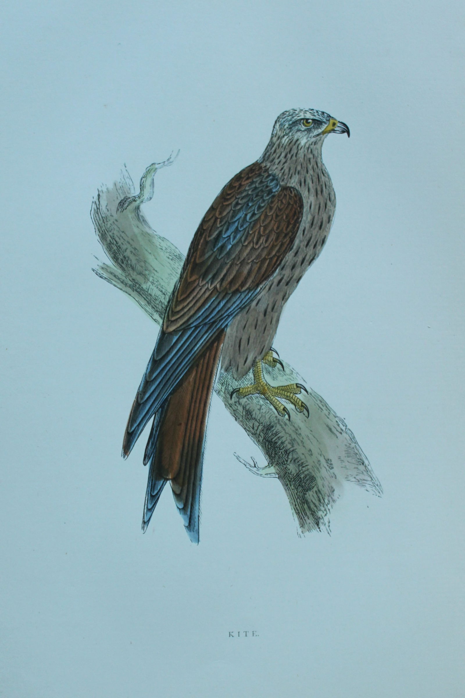 Rev FO Morris - Hand coloured engraving of Kite 1870: This hand coloured woodblock engraving is from A History of British Birds by the Rev FO Morris. Published by George Bell and Sons, London 1870.The beautifully hand-coloured illustrations were drawn by