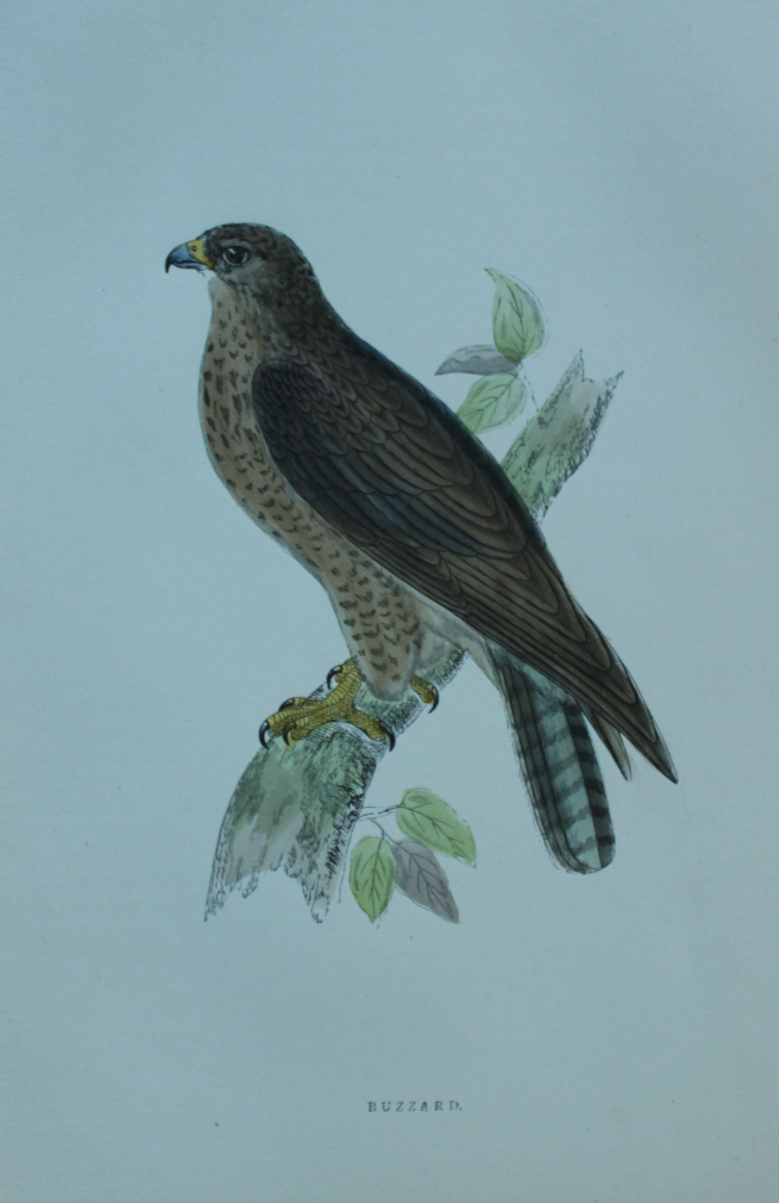Rev FO Morris - Hand coloured engraving of Buzzard 1870: This hand coloured woodblock engraving is from A History of British Birds by the Rev FO Morris. Published by George Bell and Sons, London 1870.The beautifully hand-coloured illustrations were drawn by