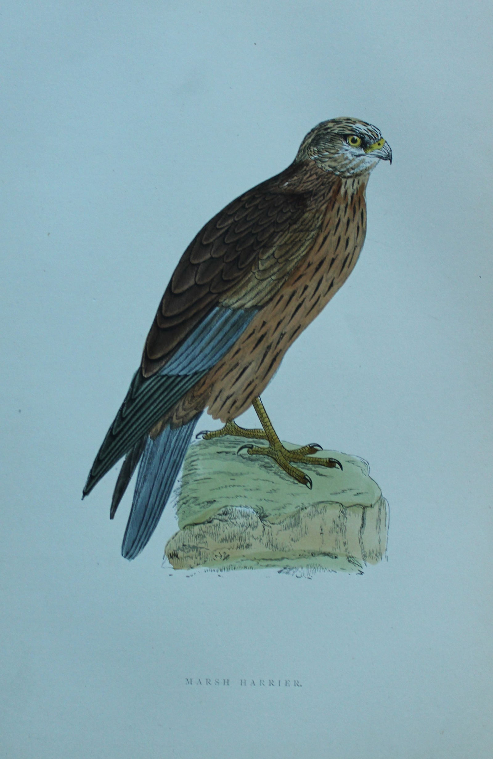 Rev FO Morris - Hand coloured engraving of Marsh Harrier 1870 (1 of 1)