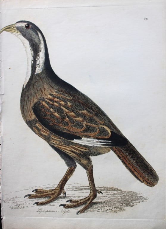 Jardine & Selby - 10 engravings from Illustrations of Ornithology 1826-43 (1 of 10)