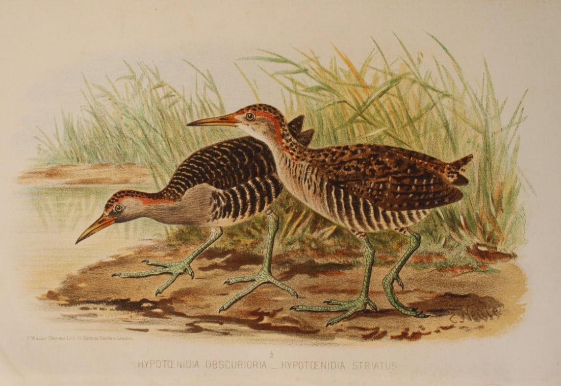 Hume and Marshall - Banded Rails by E Neale from Game Birds of India 1879 (1 of 1)