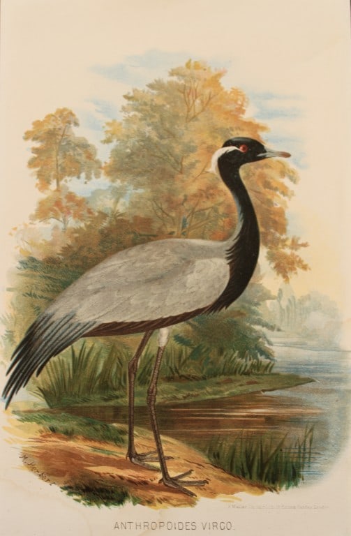 Hume and Marshall - Demoiselle Crane by M Herbert from Game Birds of India 1879 (1 of 1)