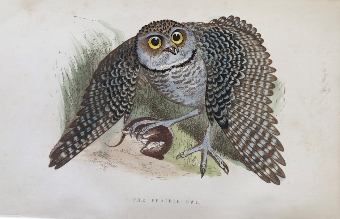 WT Greene - Hand coloured print of Prairie Owl 1885 (1 of 1)