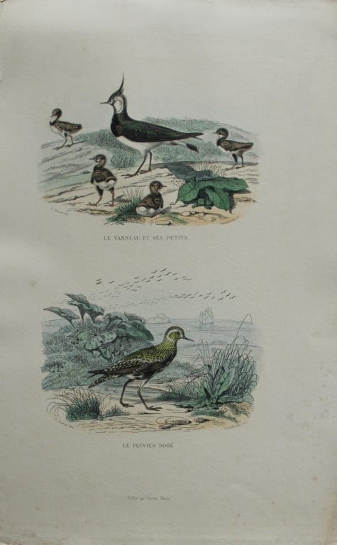 Edouard Travies - Engraving of Lapwing and Golden Plover 1839: This original hand-coloured steel engraving is from The Complete Works of Buffon, with extracts from Daubenton, and the classification of Cuvier. Published by Furne et Cie, Paris 1839. The hand-colour
