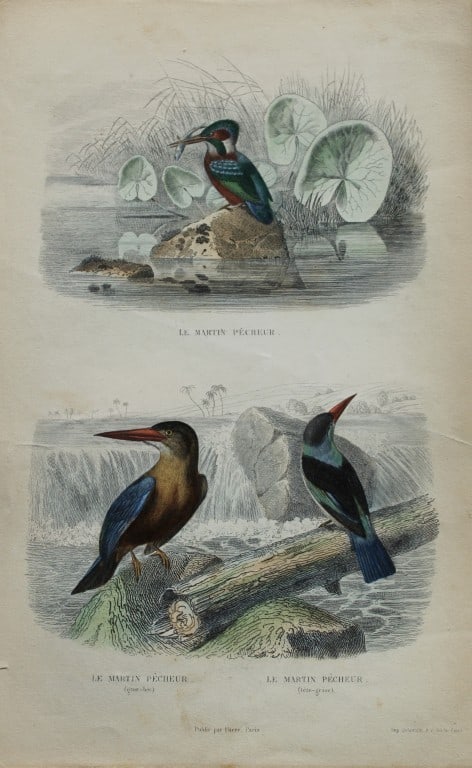 Edouard Travies - Engraving of Kingfishers 1839: This original hand-coloured steel engraving is from The Complete Works of Buffon, with extracts from Daubenton, and the classification of Cuvier. Published by Furne et Cie, Paris 1839. The hand-colour