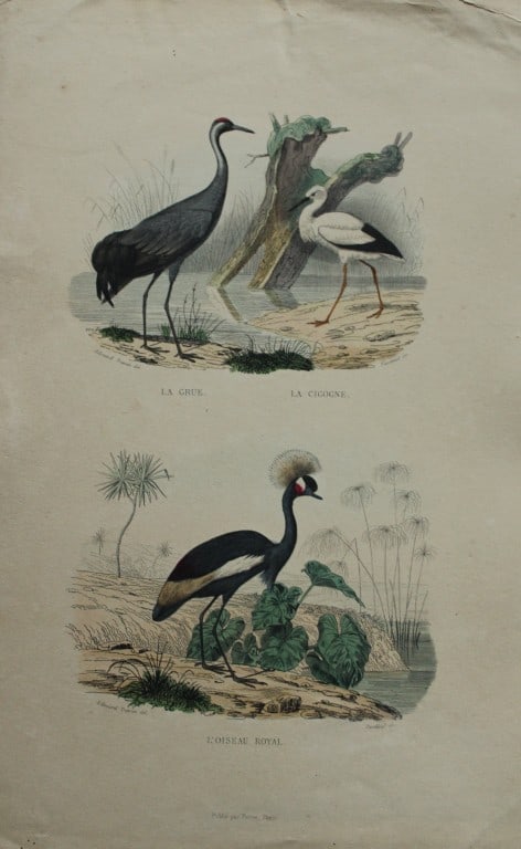 Edouard Travies - Engraving of Cranes and Stork 1839 (1 of 1)