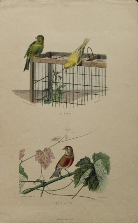 Edouard Travies - Engraving of Canary and Linnet 1839: This original hand-coloured steel engraving is from The Complete Works of Buffon, with extracts from Daubenton, and the classification of Cuvier. Published by Furne et Cie, Paris 1839. The hand-colour