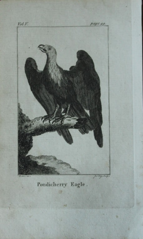 Buffon - Engraving of the Pondicherry Eagle by De Seve 1791: This copper plate engraving is from Natural History, General and Particular by Georges-Louis Leclerc Count de Buffon. Published by T. Cadell, London 1791. Size: 7.5in x 5in (19cm x 13cm)