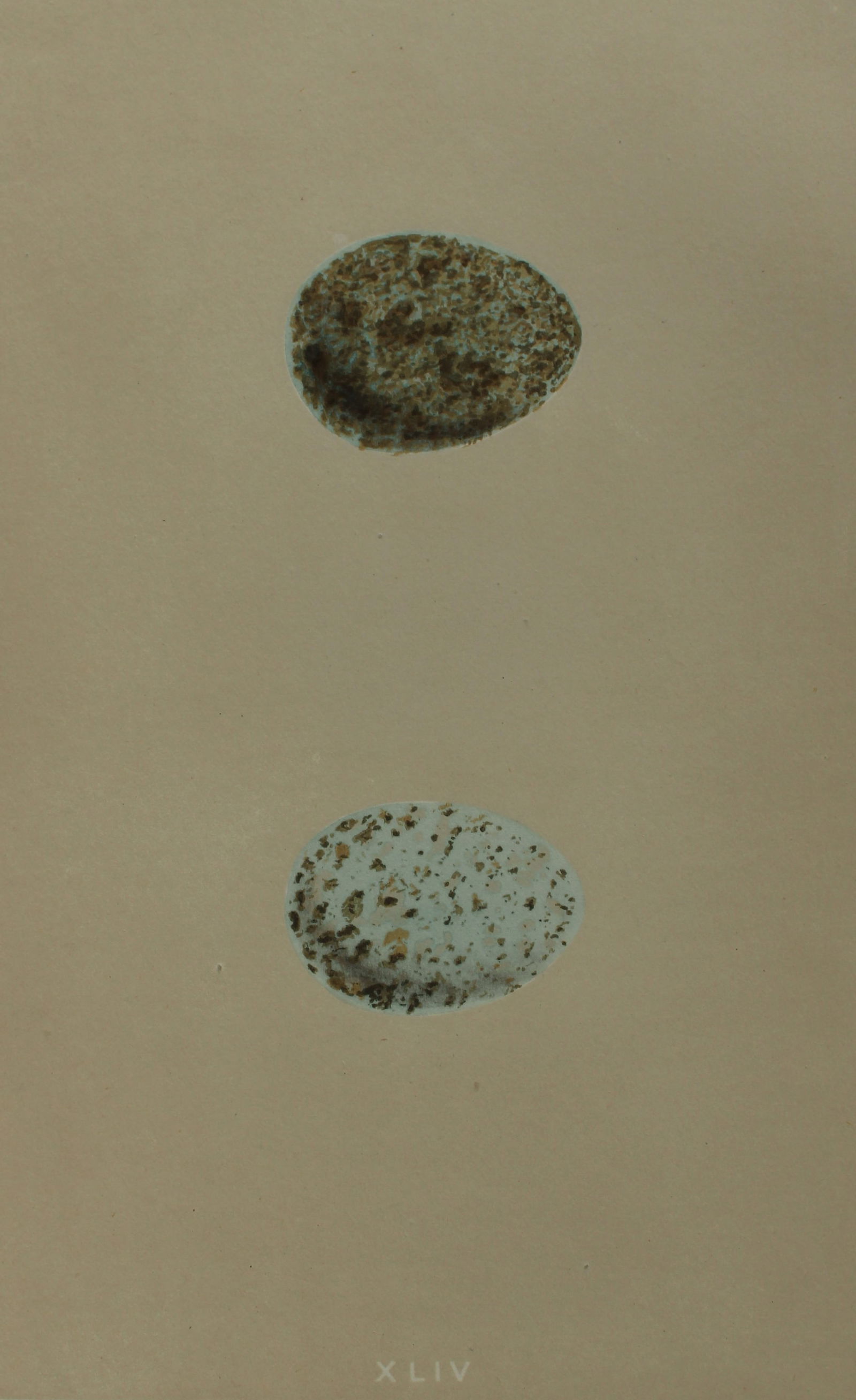 Rev FO Morris - Antique print of Eggs of the Crow 1875: This antique chromolithograph print is from A Natural History of the Nests and Eggs of British Birds by the Rev. F.O. Morris. Published by George Bell and Sons, London 1875. Second edition.Drawn and e