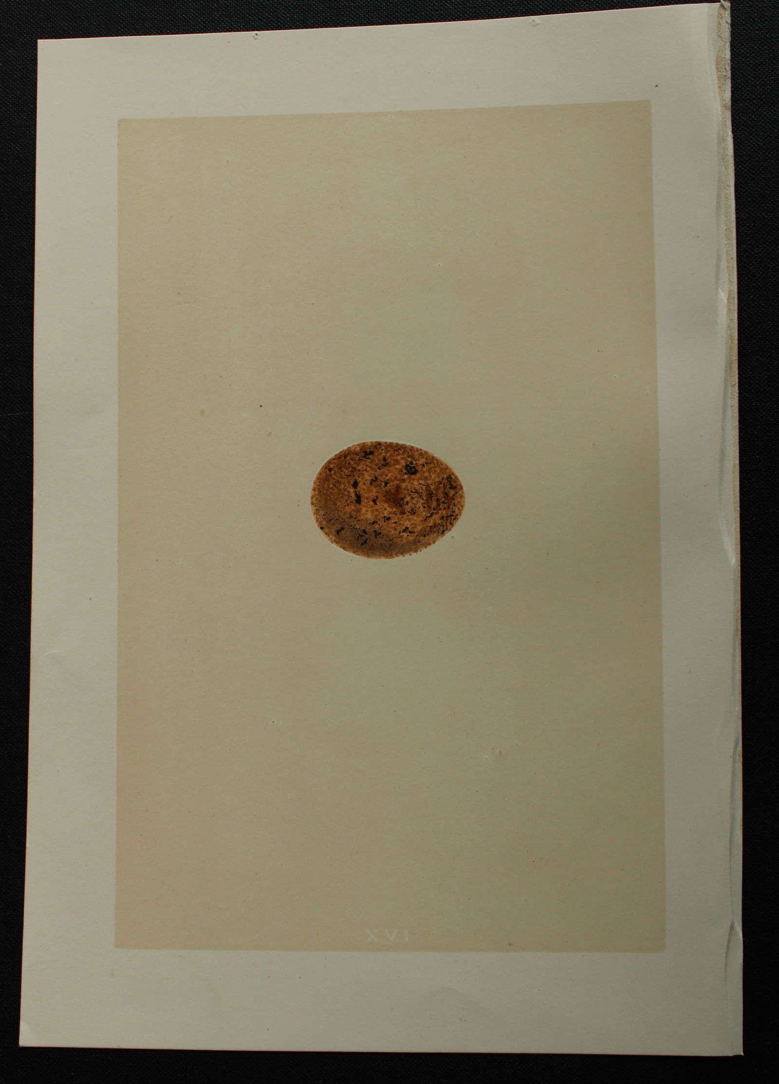 Rev FO Morris - Antique print of Eggs of the Merlin 1875: This antique chromolithograph print is from A Natural History of the Nests and Eggs of British Birds by the Rev. F.O. Morris. Published by George Bell and Sons, London 1875. Second edition.Drawn and e