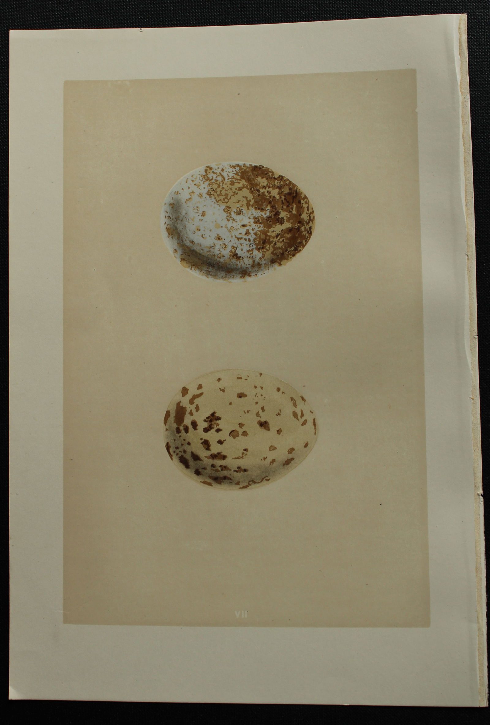 Rev FO Morris - Antique print of Eggs of the Buzzard 1875: This antique chromolithograph print is from A Natural History of the Nests and Eggs of British Birds by the Rev. F.O. Morris. Published by George Bell and Sons, London 1875. Second edition.Drawn and e