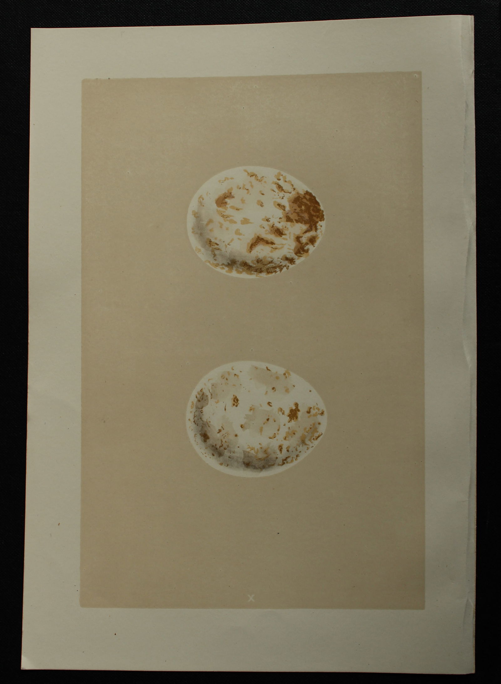 Rev FO Morris - Antique print of Eggs of the Kite 1875: This antique chromolithograph print is from A Natural History of the Nests and Eggs of British Birds by the Rev. F.O. Morris. Published by George Bell and Sons, London 1875. Second edition.Drawn and e