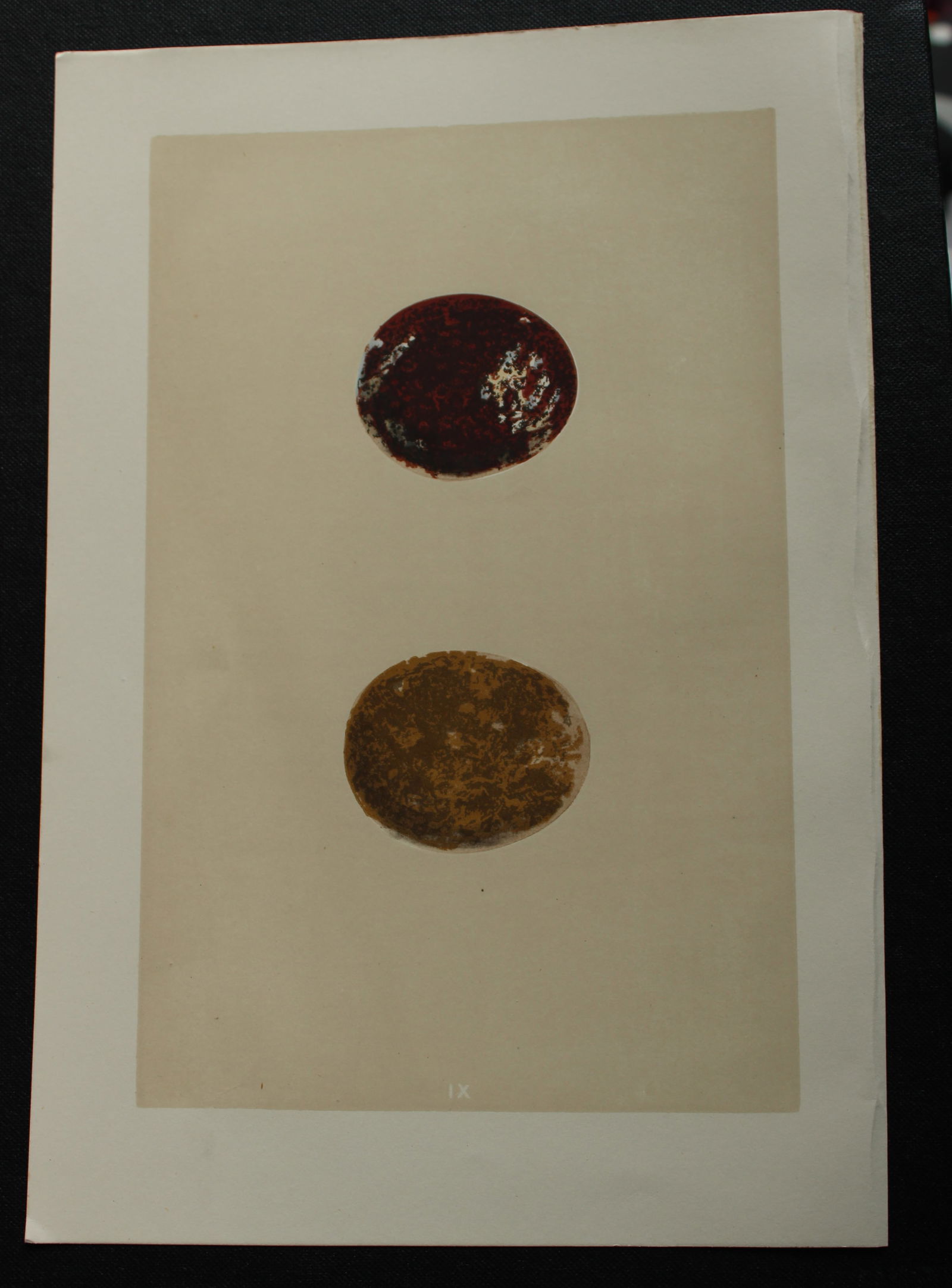 Rev FO Morris - Antique print of Eggs of the Honey Buzzard 1875: This antique chromolithograph print is from A Natural History of the Nests and Eggs of British Birds by the Rev. F.O. Morris. Published by George Bell and Sons, London 1875. Second edition.Drawn and e