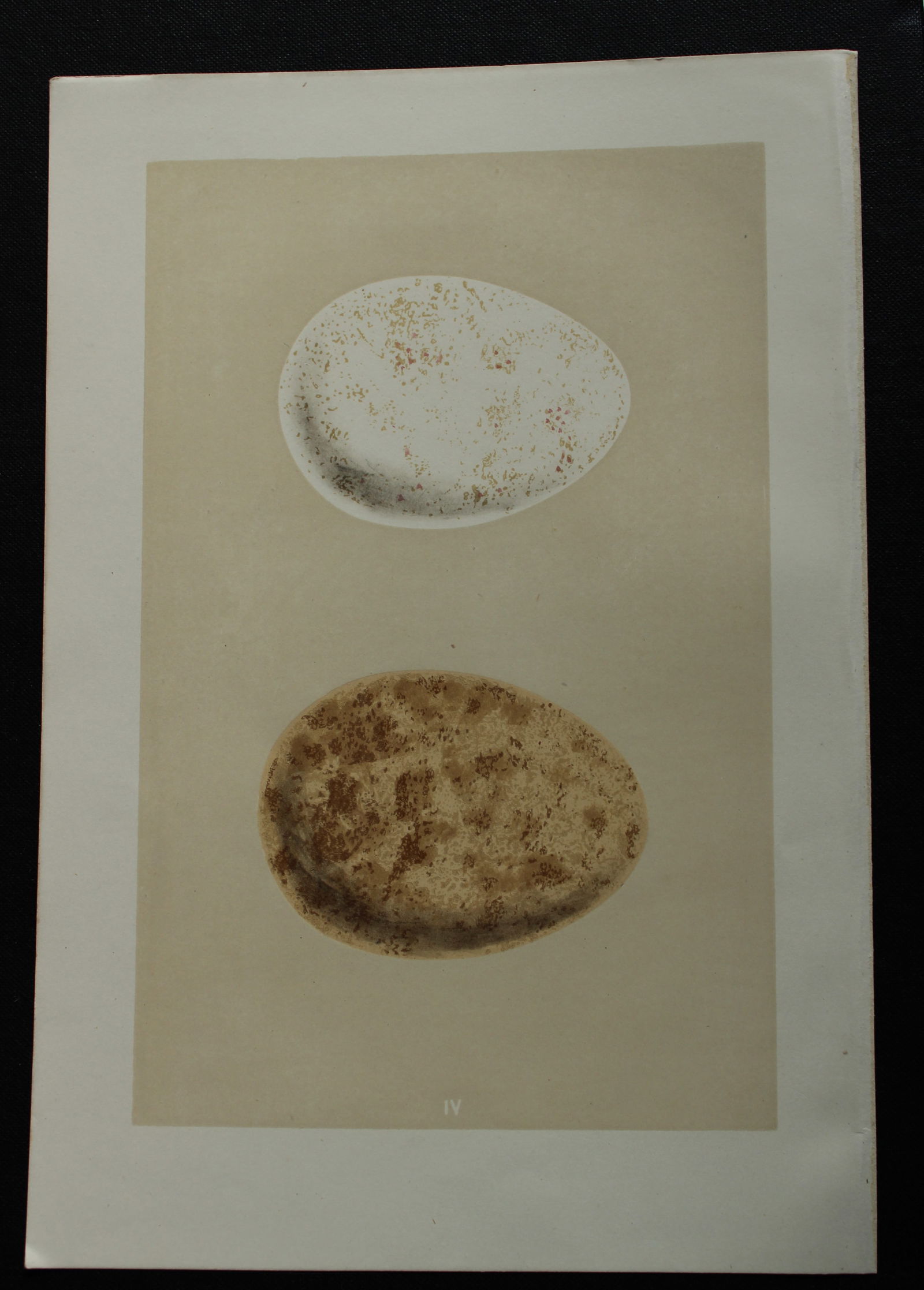 Rev FO Morris - Antique print of Eggs of the Golden Eagle 1875: This antique chromolithograph print is from A Natural History of the Nests and Eggs of British Birds by the Rev. F.O. Morris. Published by George Bell and Sons, London 1875. Second edition.Drawn and e