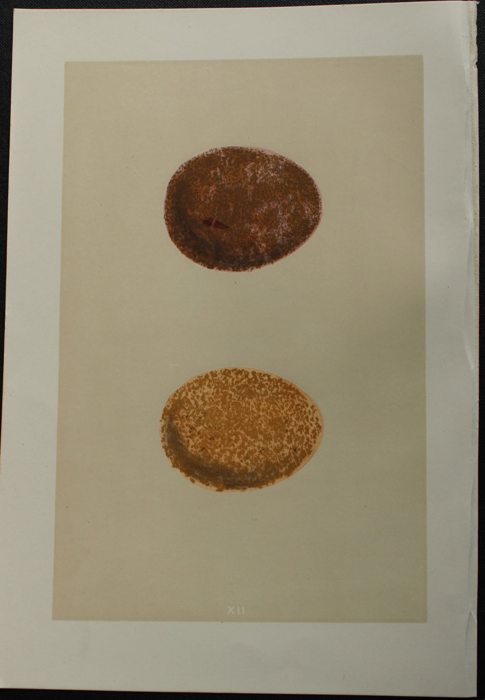 Rev FO Morris - Antique print of Eggs of the Jer-Falcon 1875: This antique chromolithograph print is from A Natural History of the Nests and Eggs of British Birds by the Rev. F.O. Morris. Published by George Bell and Sons, London 1875. Second edition.Drawn and e