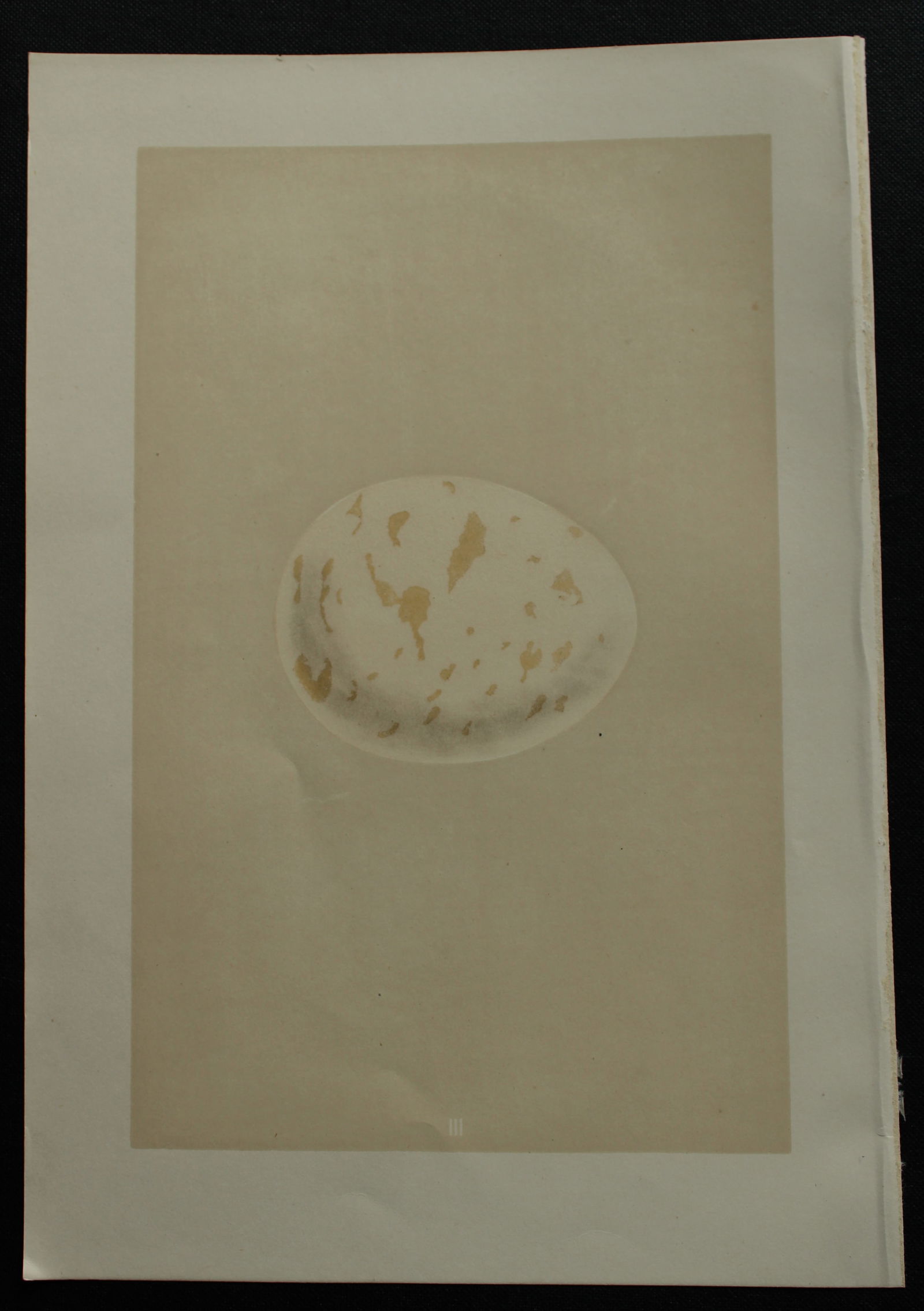 Rev FO Morris - Antique print of Eggs of the Erne 1875 (1 of 1)