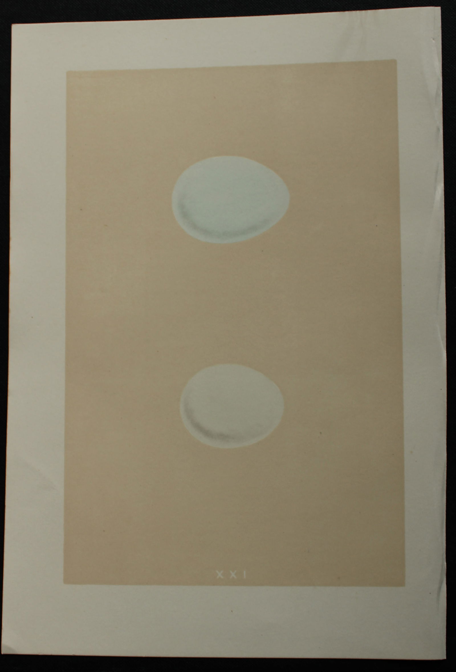 Rev FO Morris - Antique print of Eggs of the Harriers 1875: This antique chromolithograph print is from A Natural History of the Nests and Eggs of British Birds by the Rev. F.O. Morris. Published by George Bell and Sons, London 1875. Second edition.Drawn and e