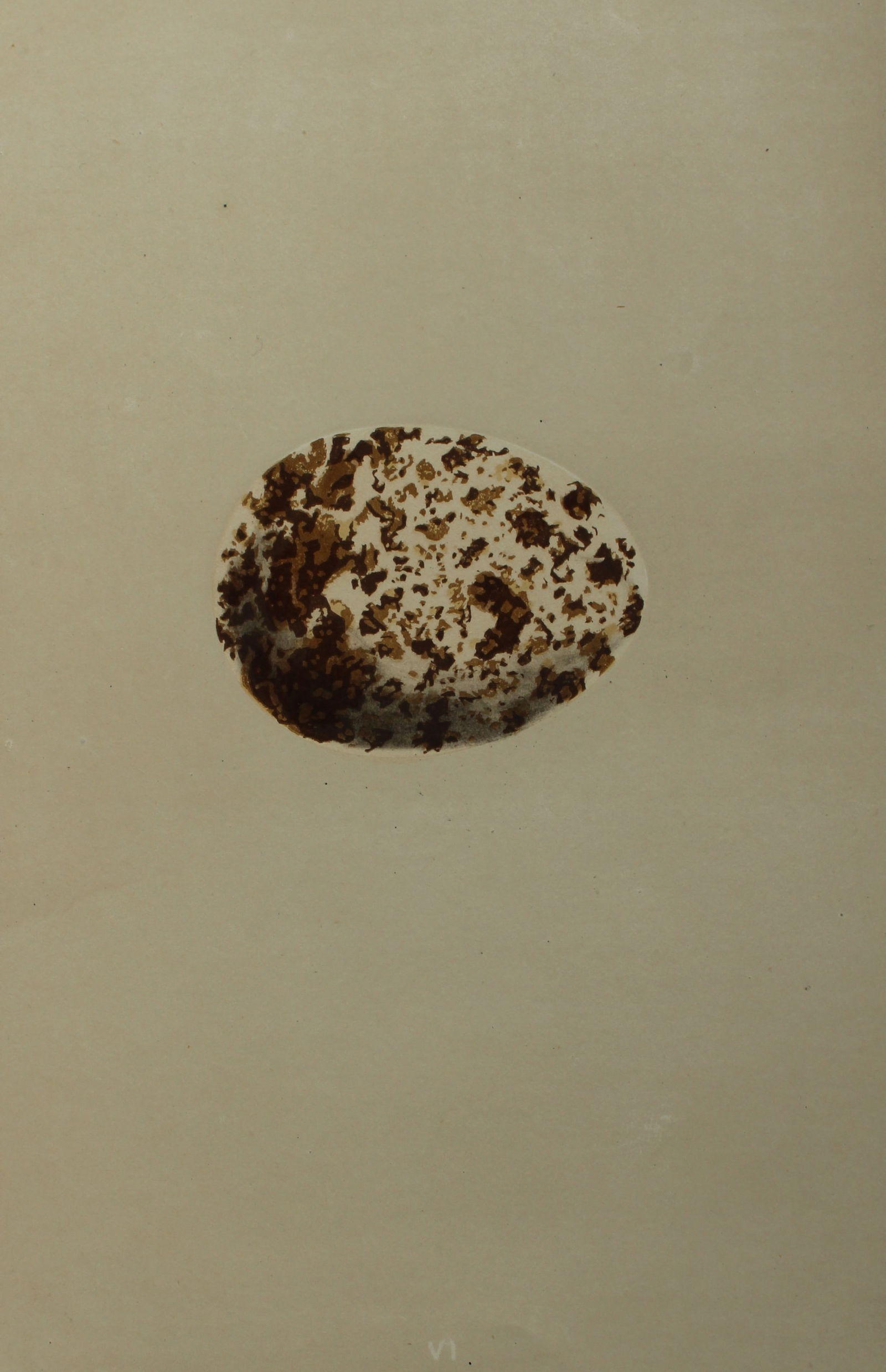 Rev FO Morris - Antique print of Eggs of the Osprey 1875: This antique chromolithograph print is from A Natural History of the Nests and Eggs of British Birds by the Rev. F.O. Morris. Published by George Bell and Sons, London 1875. Second edition.Drawn and e