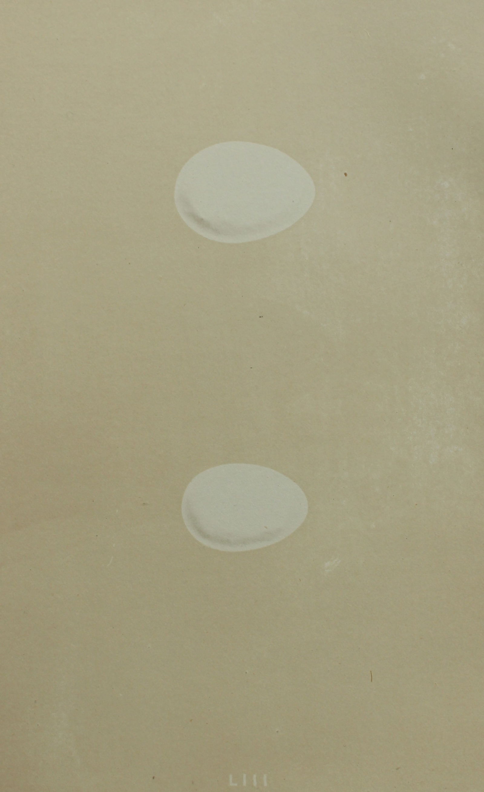 Rev FO Morris - Antique print of Eggs of the Black Woodpecker and Green Woodpecker 1875: This antique chromolithograph print is from A Natural History of the Nests and Eggs of British Birds by the Rev. F.O. Morris. Published by George Bell and Sons, London 1875. Second edition.Drawn and e