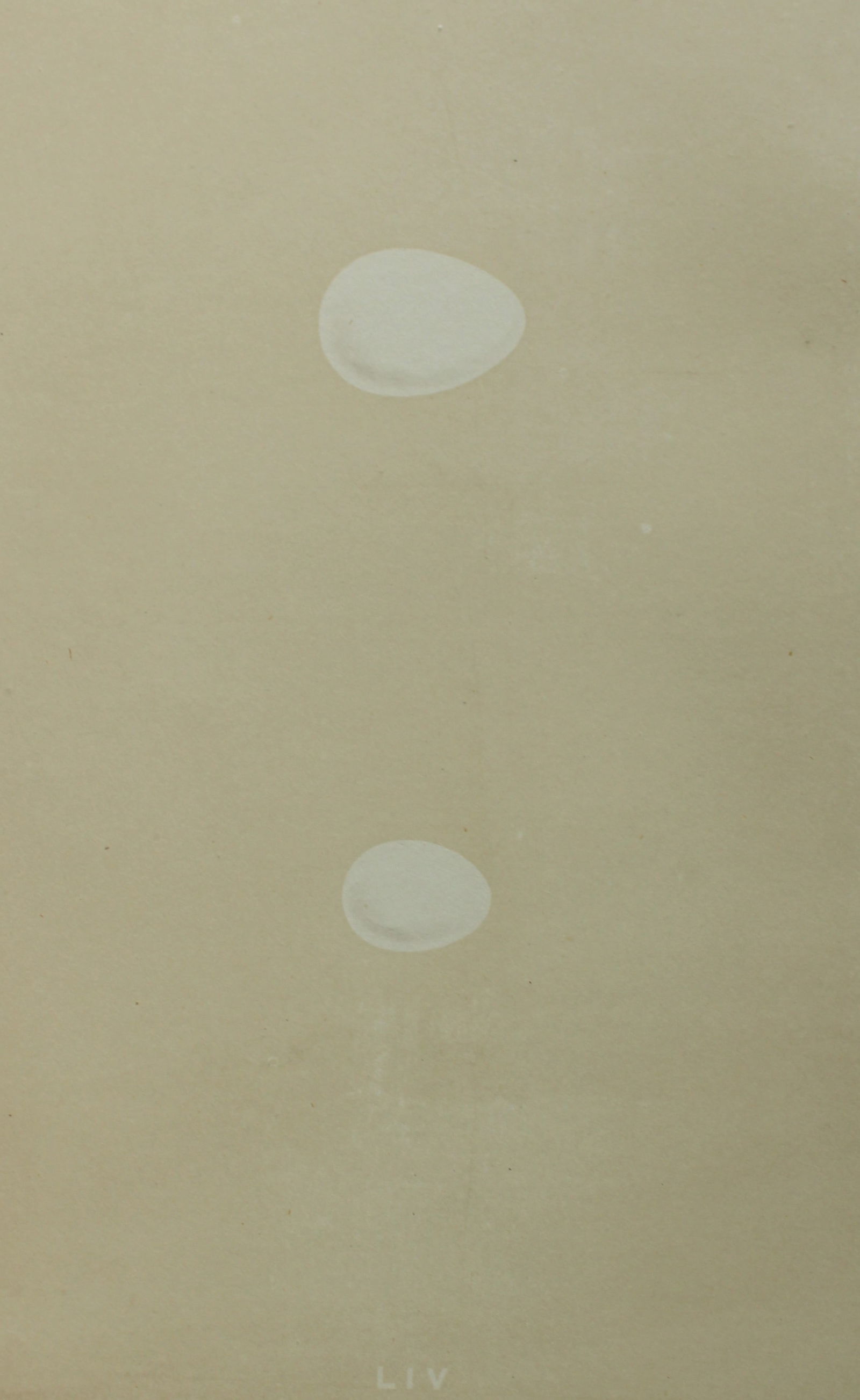 Rev FO Morris - Antique print of Eggs of the Great Spotted Woodpecker and Lesser Spotted Woodpecker: This antique chromolithograph print is from A Natural History of the Nests and Eggs of British Birds by the Rev. F.O. Morris. Published by George Bell and Sons, London 1875. Second edition.Drawn and e