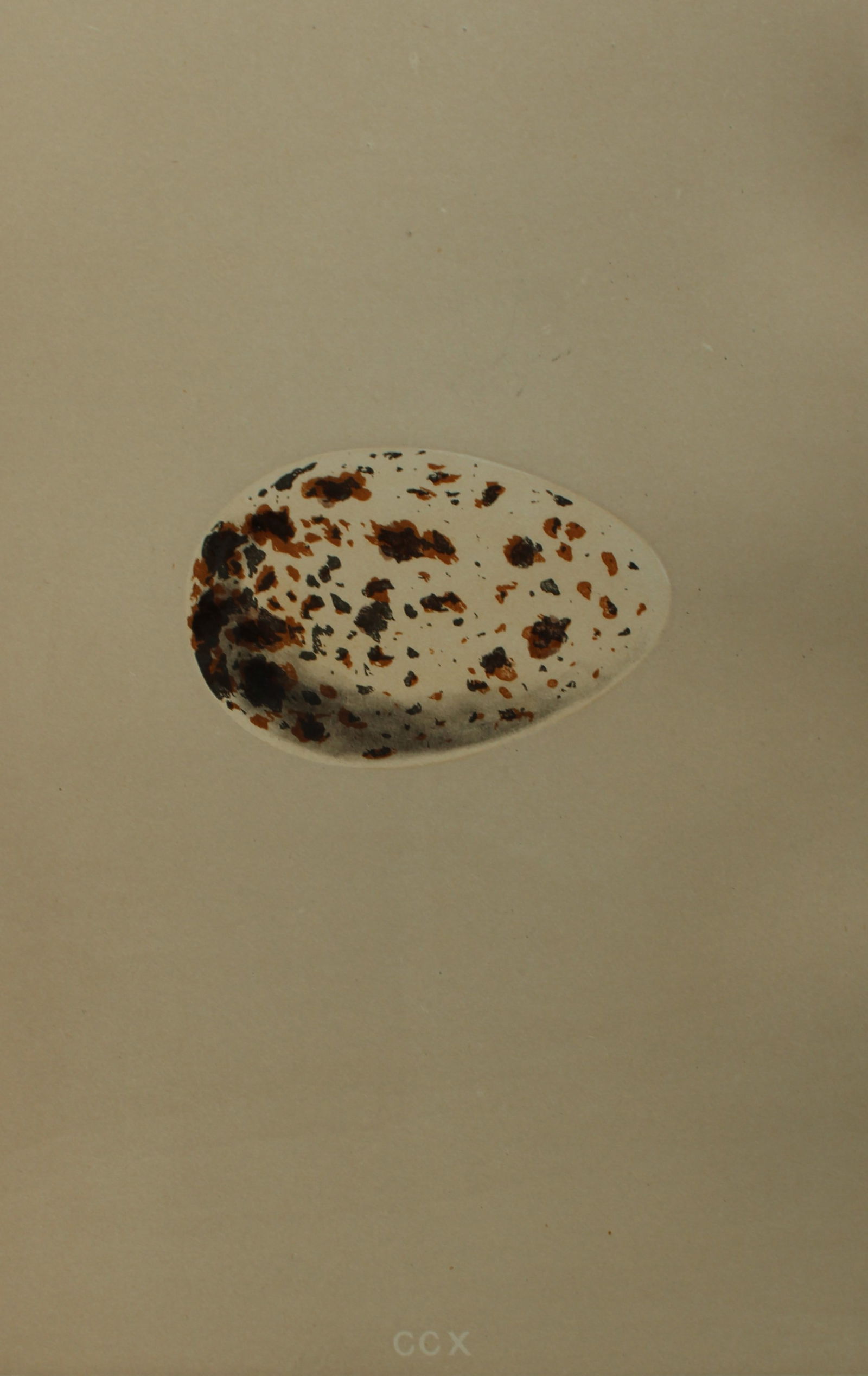 Rev FO Morris - Antique print of Eggs of the Razorbill 1875: This antique chromolithograph print is from A Natural History of the Nests and Eggs of British Birds by the Rev. F.O. Morris. Published by George Bell and Sons, London 1875. Second edition.Drawn and e