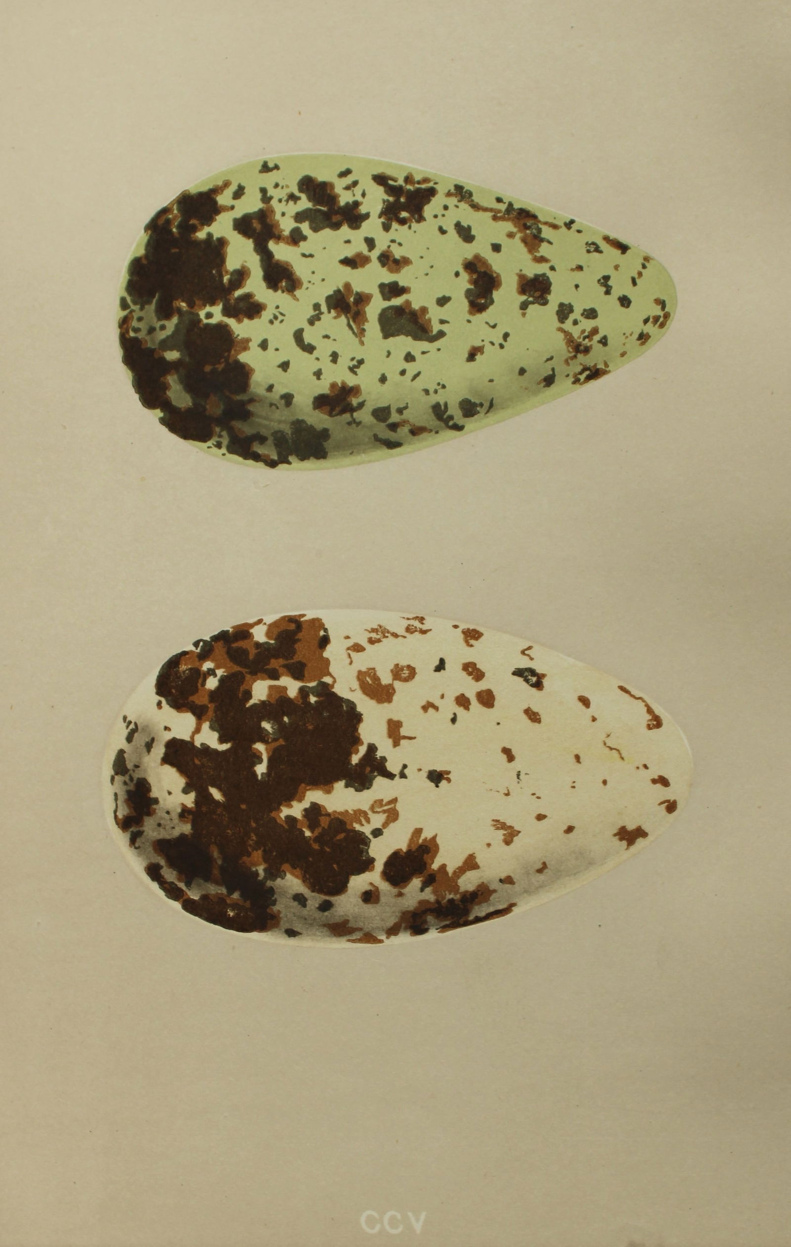 Rev FO Morris - Antique print of Eggs of the Guillemot 1875: This antique chromolithograph print is from A Natural History of the Nests and Eggs of British Birds by the Rev. F.O. Morris. Published by George Bell and Sons, London 1875. Second edition.Drawn and e