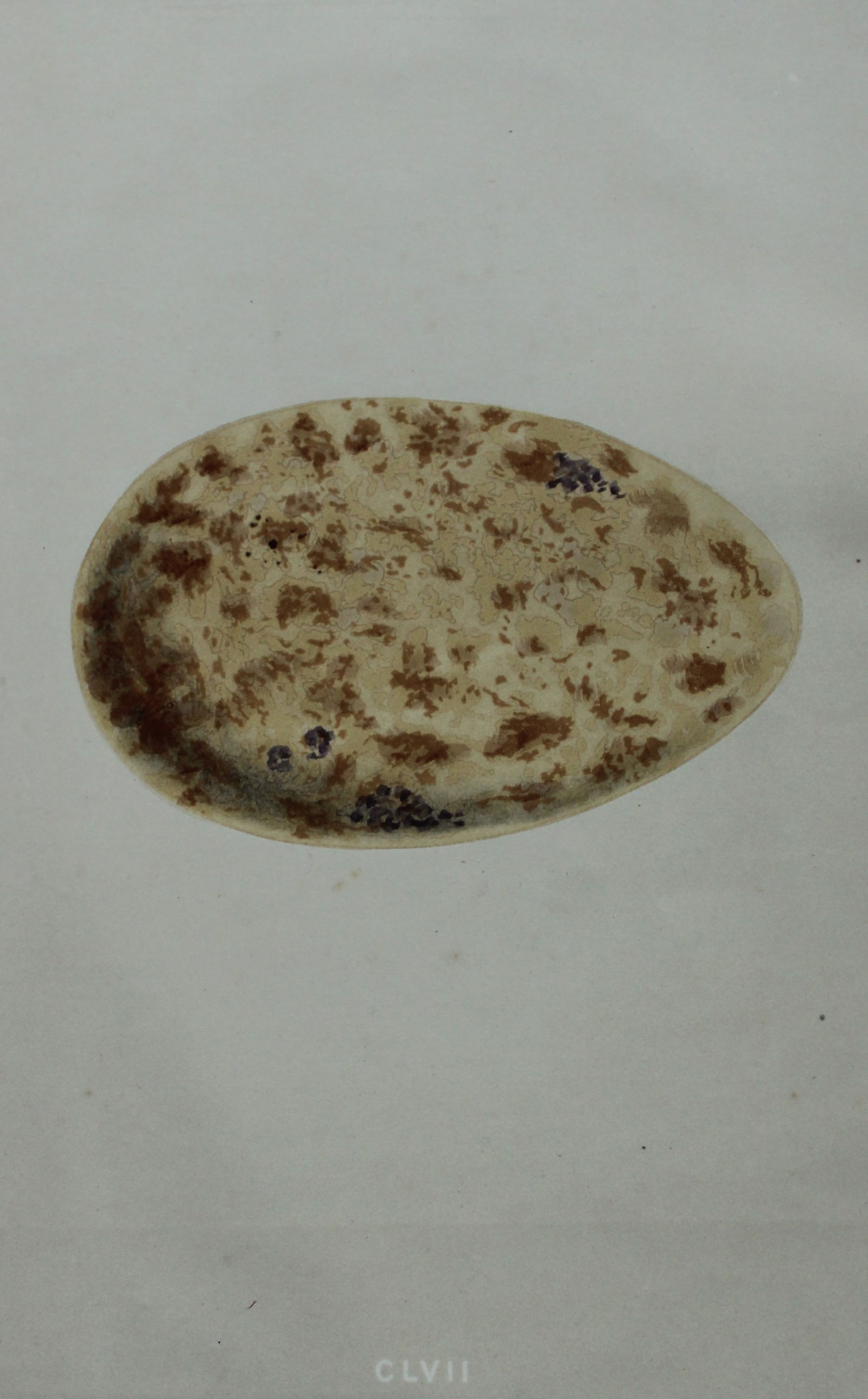 Rev FO Morris - Antique print of Eggs of the Crane 1875: This antique chromolithograph print is from A Natural History of the Nests and Eggs of British Birds by the Rev. F.O. Morris. Published by George Bell and Sons, London 1875. Second edition.Drawn and e