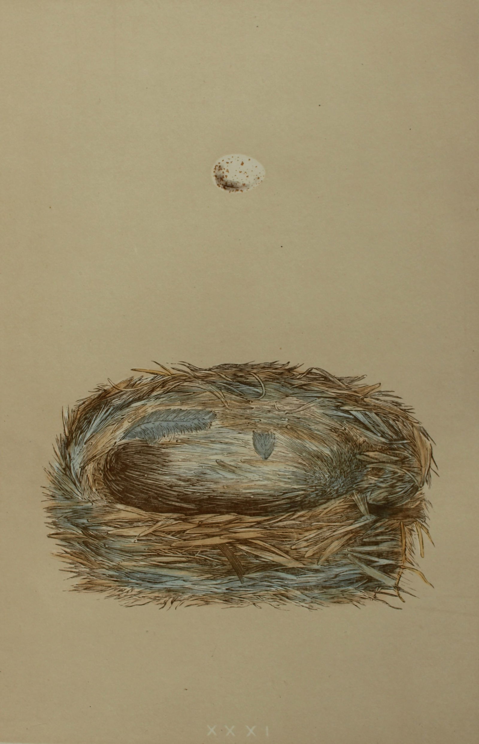 Rev FO Morris - Nest and Egg of the Cole Tit 1875: This antique chromolithograph print is from A Natural History of the Nests and Eggs of British Birds by the Rev. F.O. Morris. Published by George Bell and Sons, London 1875. Second edition.Drawn and e