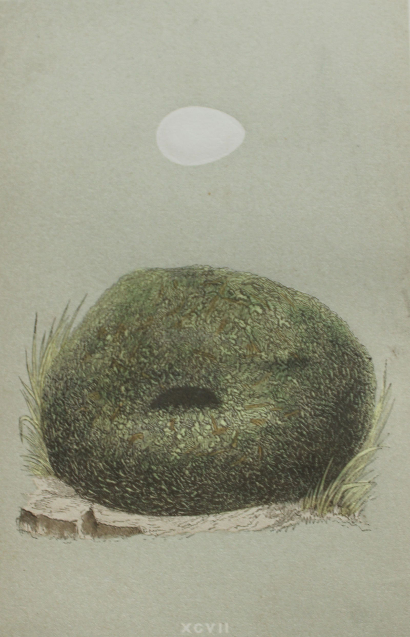 Rev FO Morris - Nest and Egg of the Dipper 1875: This antique chromolithograph print is from A Natural History of the Nests and Eggs of British Birds by the Rev. F.O. Morris. Published by George Bell and Sons, London 1875. Second edition.Drawn and e