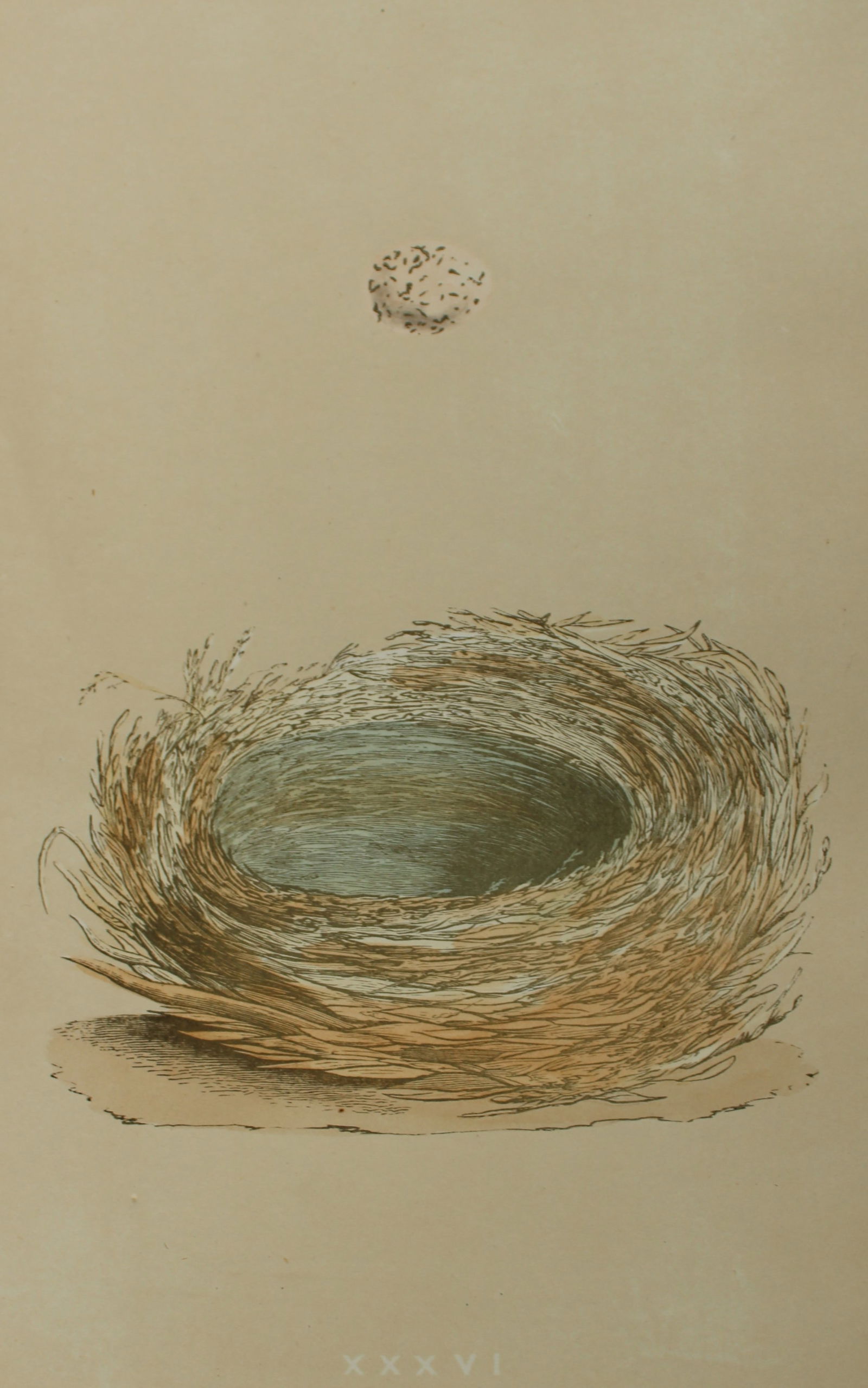 Rev FO Morris - Nest and Egg of the Bearded Tit 1875: This antique chromolithograph print is from A Natural History of the Nests and Eggs of British Birds by the Rev. F.O. Morris. Published by George Bell and Sons, London 1875. Second edition.Drawn and e