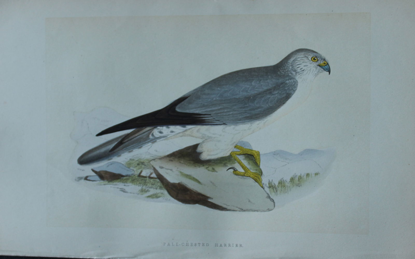 Charles Bree - Hand-coloured engraving of Pale-chested Harrier 1866: This hand-coloured wood engraving is from the History of the Birds of Europe, not observed in the British Isles by Charles Robert Bree, FZS and published by Groombridge and Sons, London. 1866, first e