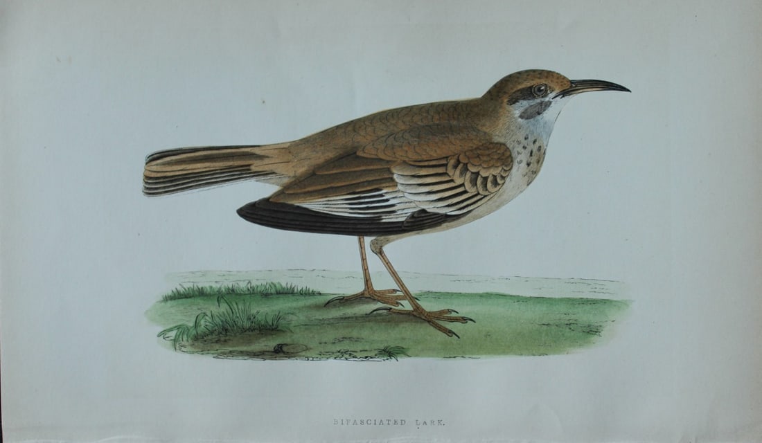 Charles Bree - Hand-coloured engraving of Bifasciated Lark 1866 (1 of 1)