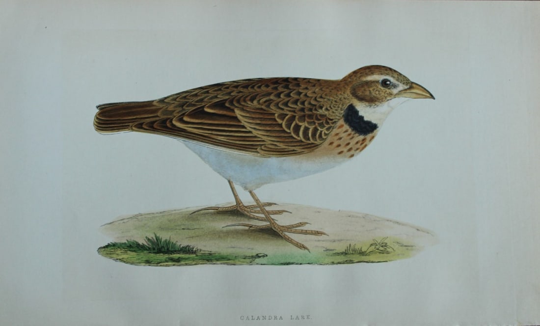 Charles Bree - Hand-coloured engraving of Calandra Lark 1866: This hand-coloured wood engraving is from the History of the Birds of Europe, not observed in the British Isles by Charles Robert Bree, FZS and published by Groombridge and Sons, London. 1866, first e