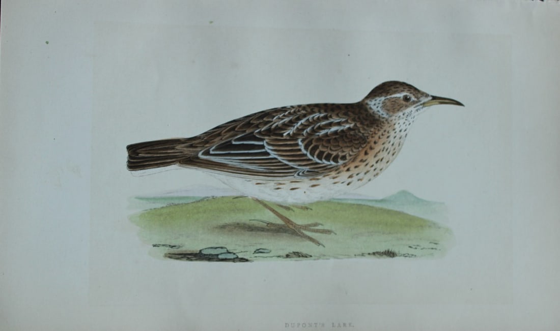 Charles Bree - Hand-coloured engraving of Dupont's Lark 1866 (1 of 1)