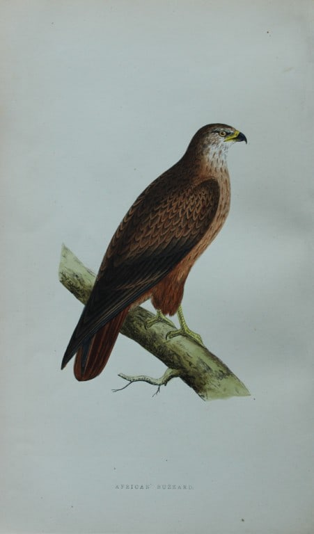 Charles Bree - Hand-coloured engraving of African Buzzard 1866 (1 of 1)