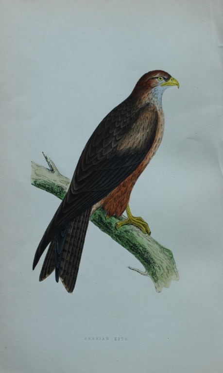 Charles Bree - Hand-coloured engraving of Arabian Kite 1866 (1 of 1)