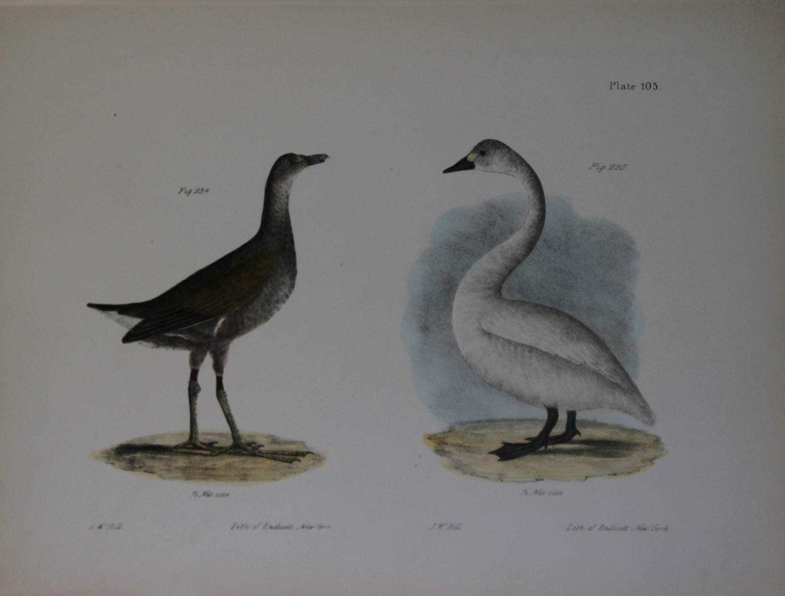 James E DeKay - Plate CV The Florida Gallinule and The American Swan 1844: This original and striking 19th century engraving, drawn mostly from living specimens, have been superbly hand painted by professional colourists.James E. DeKay (1792 ? 1851) was an American zoologist