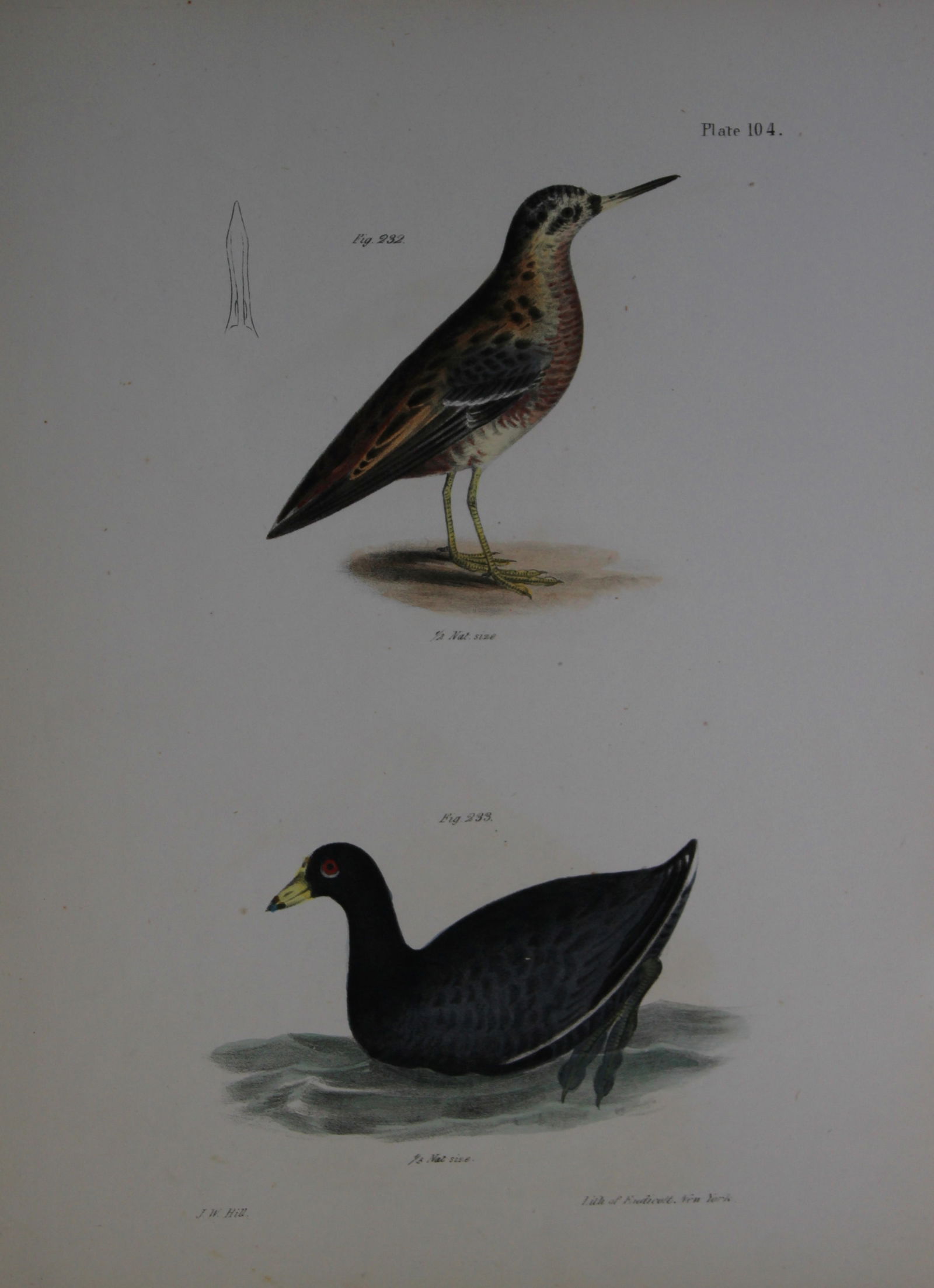 James E DeKay - Plate CIV The Red Phalarope and The American Coot 1844 (1 of 1)