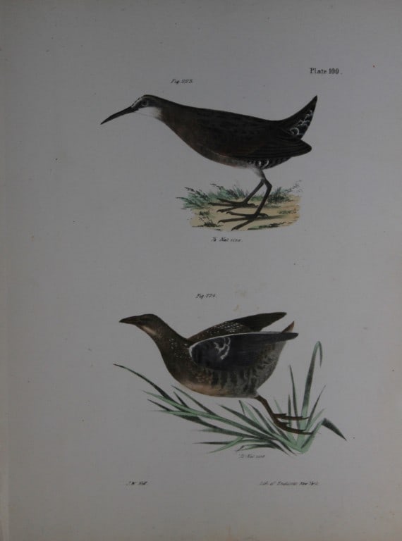 James E DeKay - Plate C The Mud-hen and The Sora Rail 1844: This original and striking 19th century engraving, drawn mostly from living specimens, have been superbly hand painted by professional colourists.James E. DeKay (1792 ? 1851) was an American zoologist
