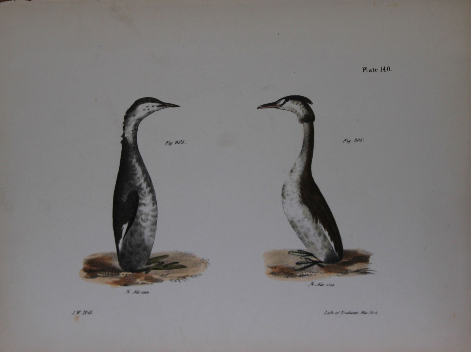 James E DeKay - Plate CXL The Horned Grebe and The Crested Grebe 1844 (1 of 1)