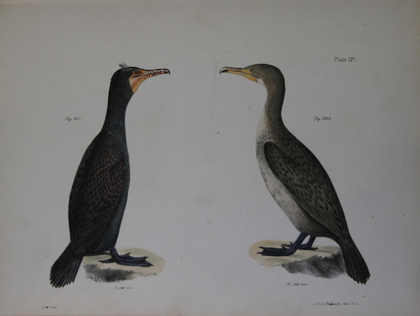 James E DeKay - Plate CXXI The Double-crested Cormorant, young and adult 1844 (1 of 1)