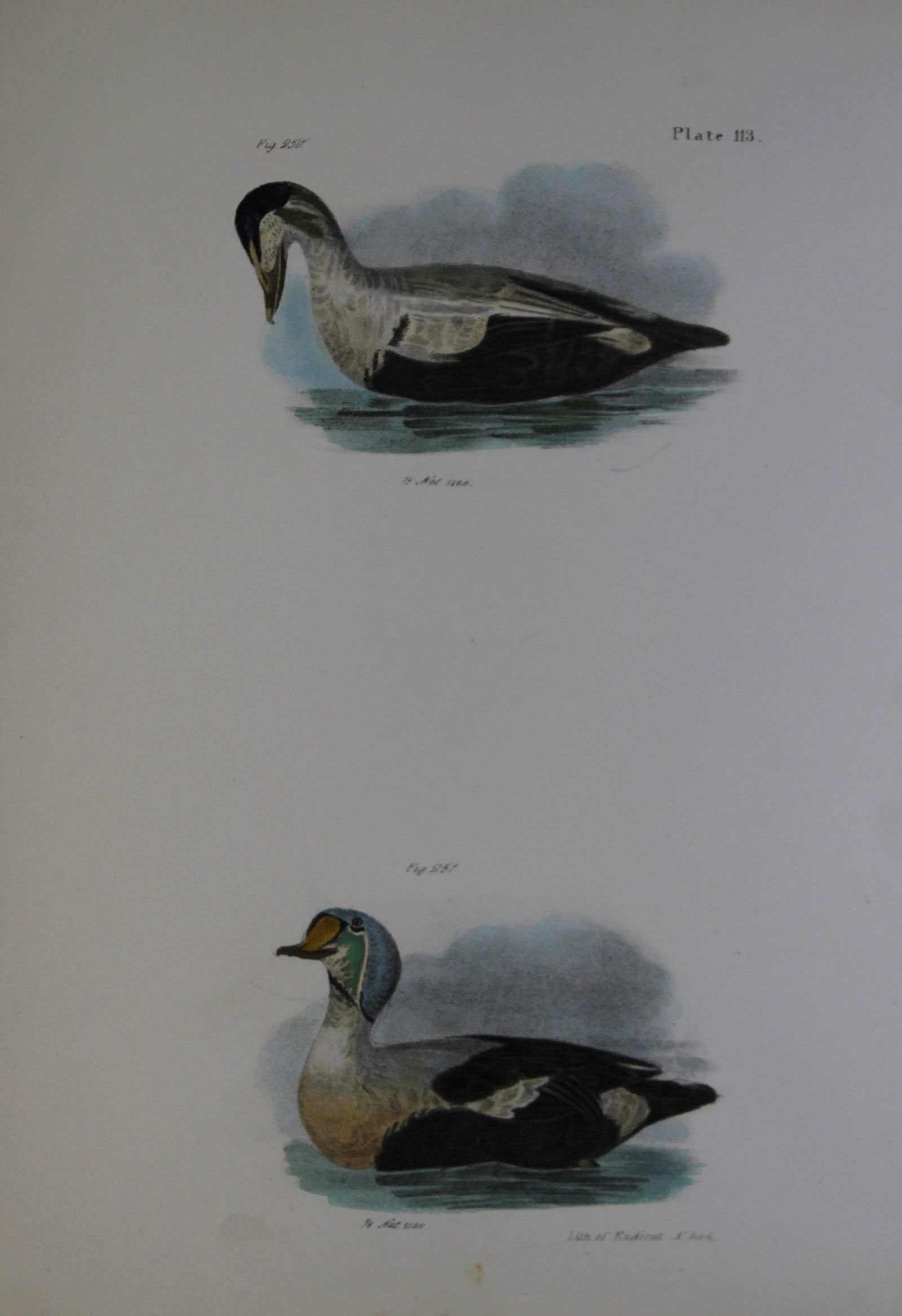 James E DeKay - Plate CXIII The Eider Duck and The King Duck 1844 (1 of 1)