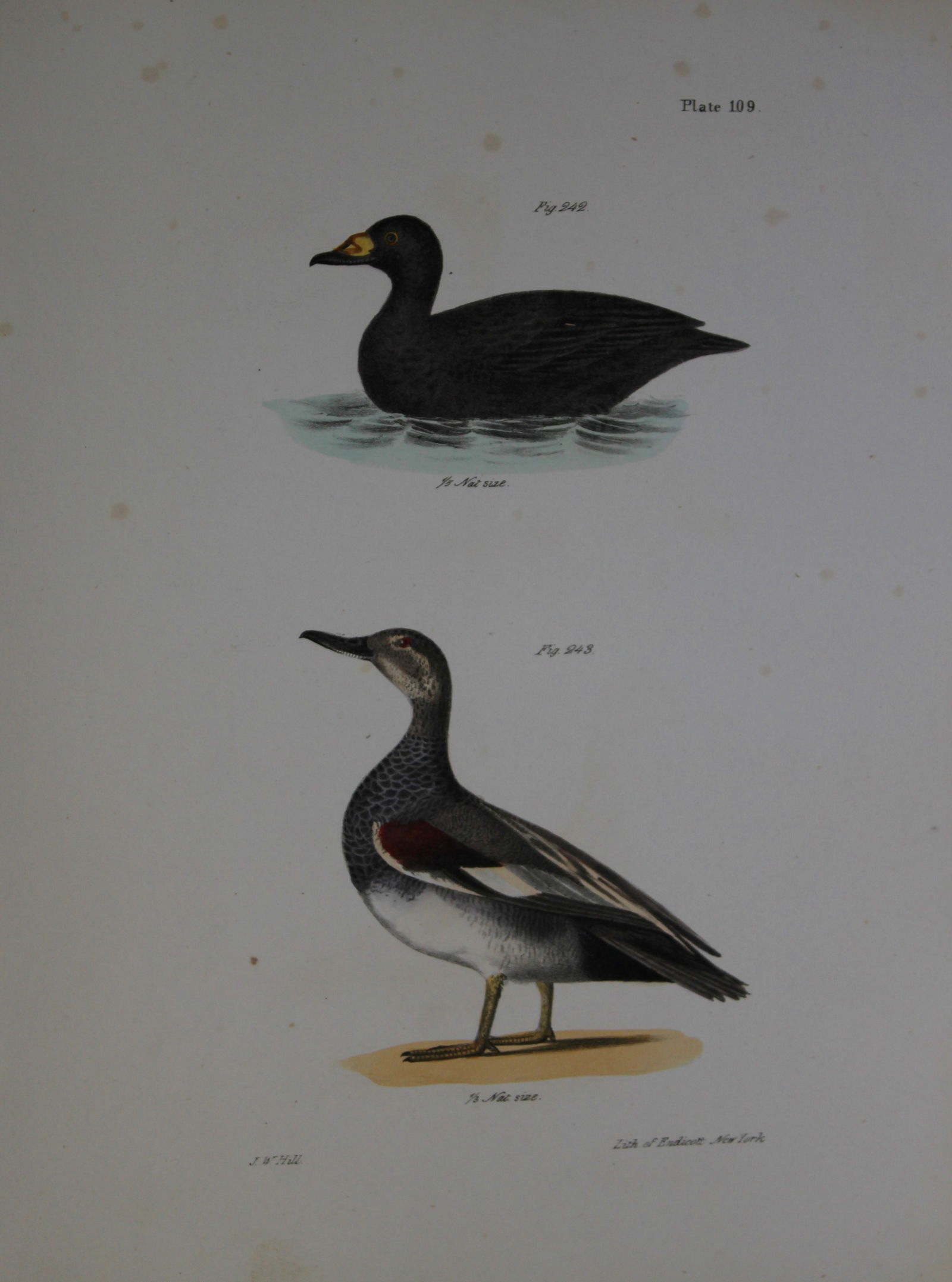 James E DeKay - Plate CIX The Broad-billed Coot and The Grey Duck 1844 (1 of 1)
