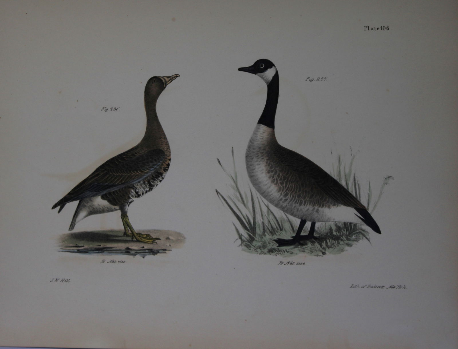 James E DeKay - Plate CVI The White-fronted Goose and The Wild Goose 1844 (1 of 1)